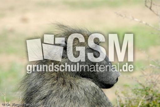 Tschakma Pavian (1 von 48).jpg